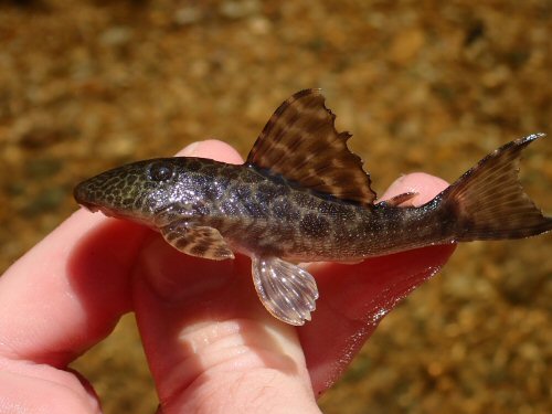 Hypostomus sp. "Rio Formoso"