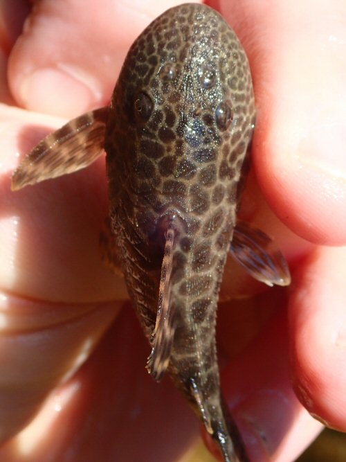 Hypostomus froehlichi - dorsal view