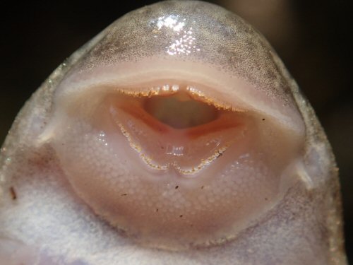 Hypostomus froehlichi - mouth view