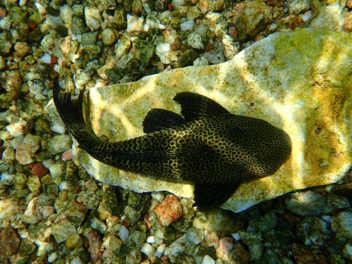 Hypostomus froehlichi - In shallow waters larger  specimens look greenish in colour