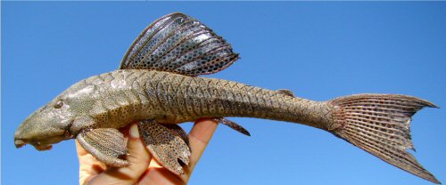 Hypostomus subcarinatus = Lagoa da Pampulha, Belo Horizonte, Minas Gerais State, Brazil