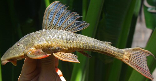 Hypostomus subcarinatus = Lagoa da Pampulha, Belo Horizonte, Minas Gerais State, Brazil