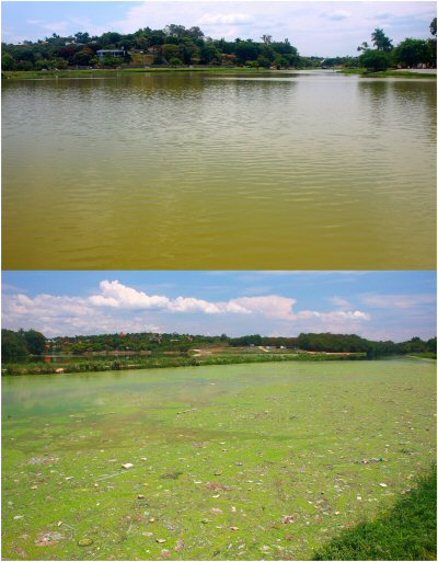 Hypostomus subcarinatus = location = The Lagoa da Pampulha, at downtown of Belo Horizonte, Minas Gerais State, Brazil