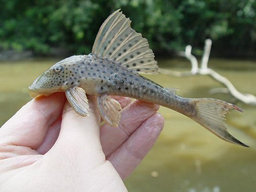 Hypostomus surinamensis = Tibiti Soela - Suriname 