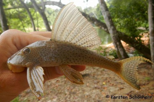 Hypostomus surinamensis = Boven Suriname, Suriname