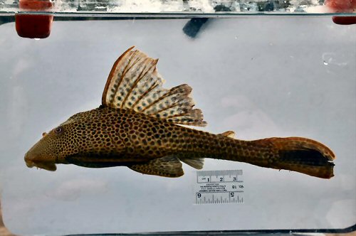 Hypostomus taphorni