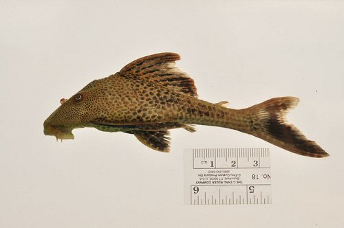 Hypostomus taphorni