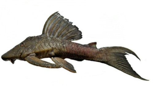 Hypostomus ternetzi