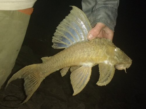 Hypostomus ternetzi = Diamante, Entre Ríos, Argentina