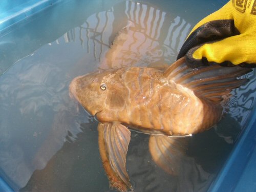 Hypostomus ternetzi = Dorsal head view-Sarmiento, Rosario, Santa Fe, Argentina