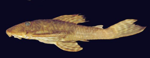 Hypostomus tietensis = Holotype-Tiête River, São Paulo, Brazil 