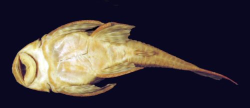 Hypostomus tietensis = Ventral view-Holotype-Tiête River, São Paulo, Brazil 