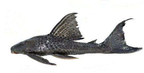 Hypostomus uruguayensis