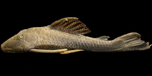 Hypostomus vaillanti = Parnaíba River, Barão de Grajaú, Maranhão, Brazil