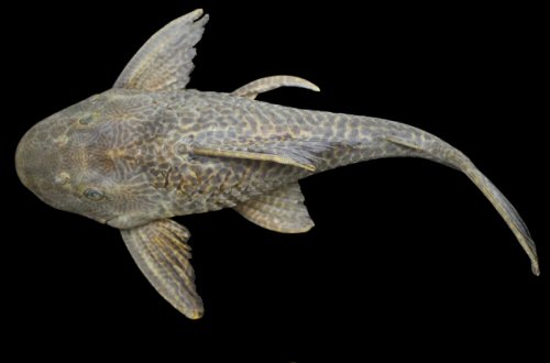 Hypostomus vaillanti = Dorsal view-Parnaíba River, Barão de Grajaú, Maranhão, Brazil