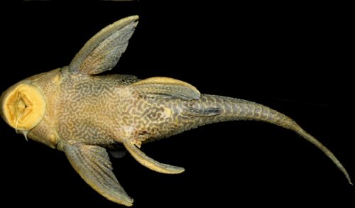 Hypostomus vaillanti = Ventral view-Parnaíba River, Barão de Grajaú, Maranhão, Brazil