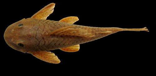 Hypostomus velhomonge = Dorsal view-Holotype, Brazil-Rio Balsas, tributary of Parnaíba River, Maranhão State