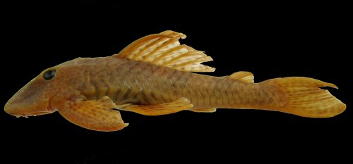 Hypostomus velhomonge = Holotype, Brazil-Rio Balsas, tributary of Parnaíba River, Maranhão State 