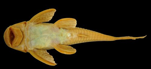 Hypostomus velhomonge = Ventral view-Holotype, Brazil-Rio Balsas, tributary of Parnaíba River, Maranhão State