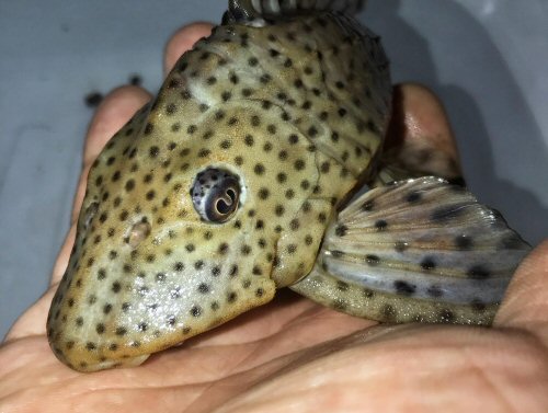 Hypostomus weberi = head view