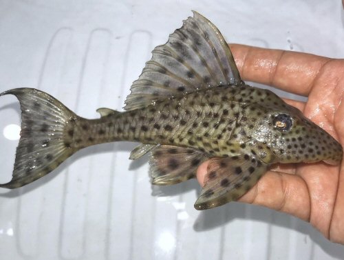 Hypostomus weberi = lateral view