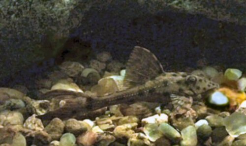 Hypostomus cf. cochliodon = juvenile