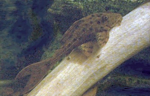 Hypostomus cf. cochliodon  = juvenile