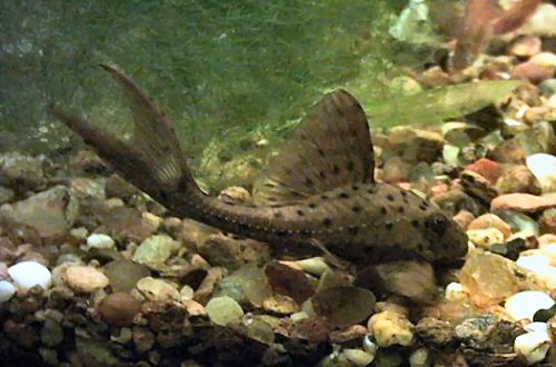 Hypostomus cf. cochliodon = juvenile