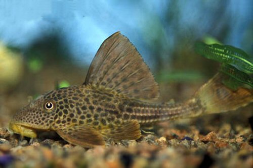 Hypostomus plecostomoides