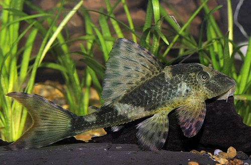 Hypostomus plecostomoides 