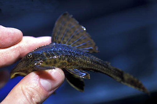 Hypostomus plecostomoides 