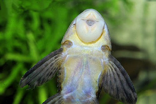 Hypostomus plecostomoides = mouth view