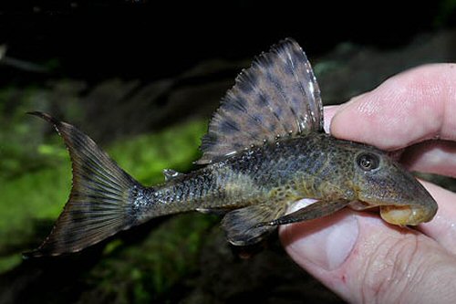 Hypostomus plecostomoides