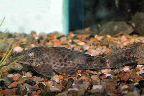 Hypostomus plecostomus 