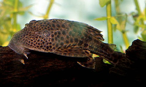 Hypostomus plecostomus 