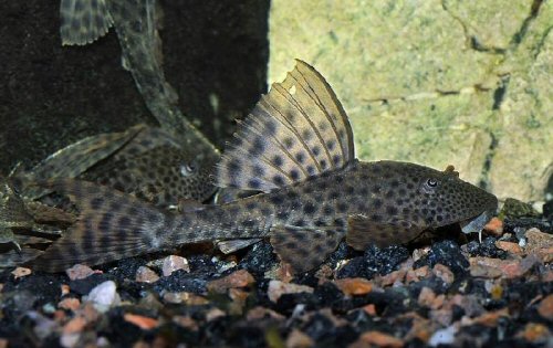 Hypostomus plecostomus