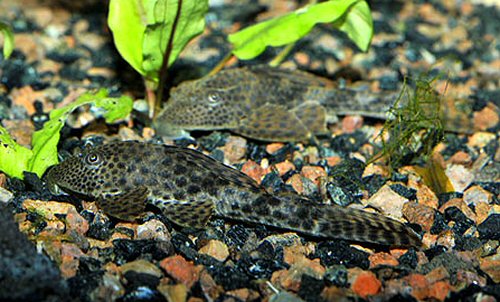 Hypostomus plecostomus