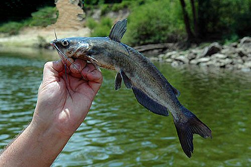 Ictalurus furcatus = juvenile