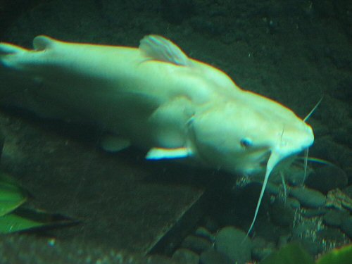 Ictalurus furcatus = Albino 70 cm Aquarium New Orleans USA  