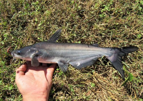 Ictalurus furcatus - juvenile