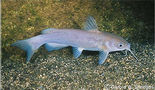 Ictalurus lupus 