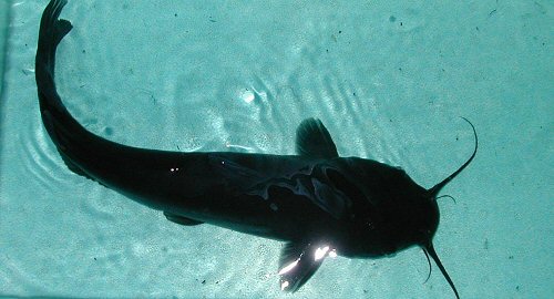 Ictalurus punctatus = dorsal view