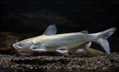 Ictalurus punctatus