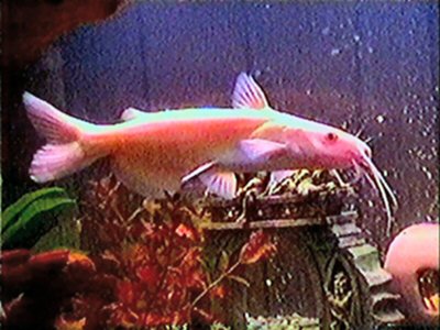 Ictalurus punctatus = albino