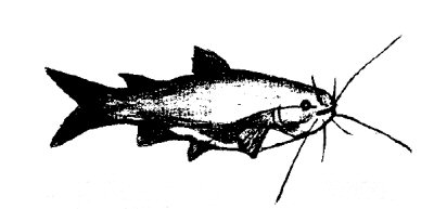 Ictalurus punctatus =  Line drawing