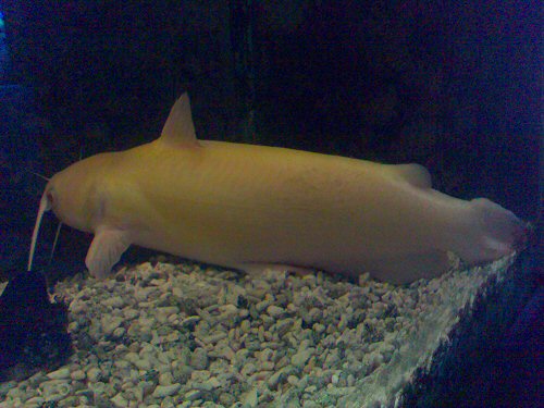 Ictalurus punctatus  = albino