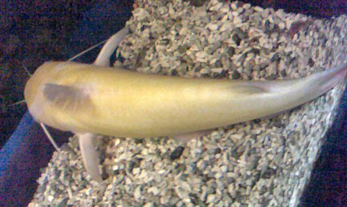 Ictalurus punctatus = albino