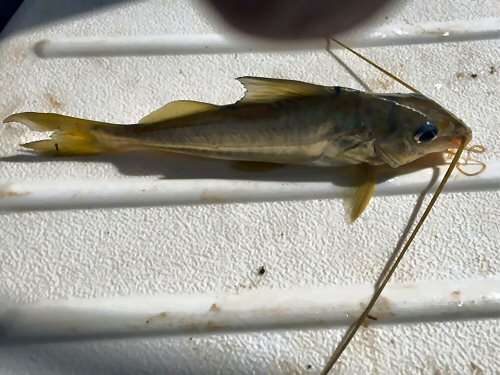 Iheringichthys labrosus = Near Carmen del Paraná, Paraguay  