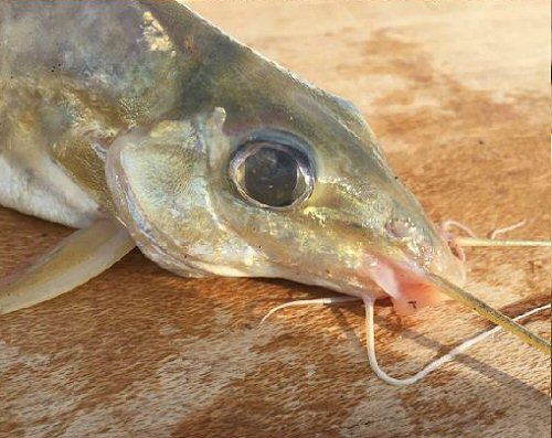 Iheringichthys labrosus = Head view - Near Carmen del Paraná, Paraguay