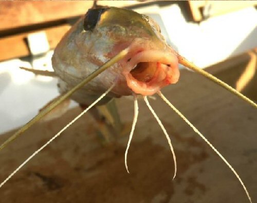 Iheringichthys labrosus = Mouth view - Near Carmen del Paraná, Paraguay